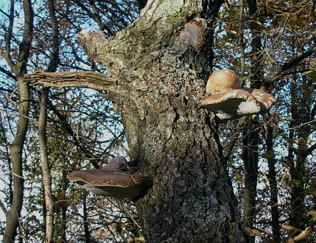 Ultime foto nel bosco prima della nevicata